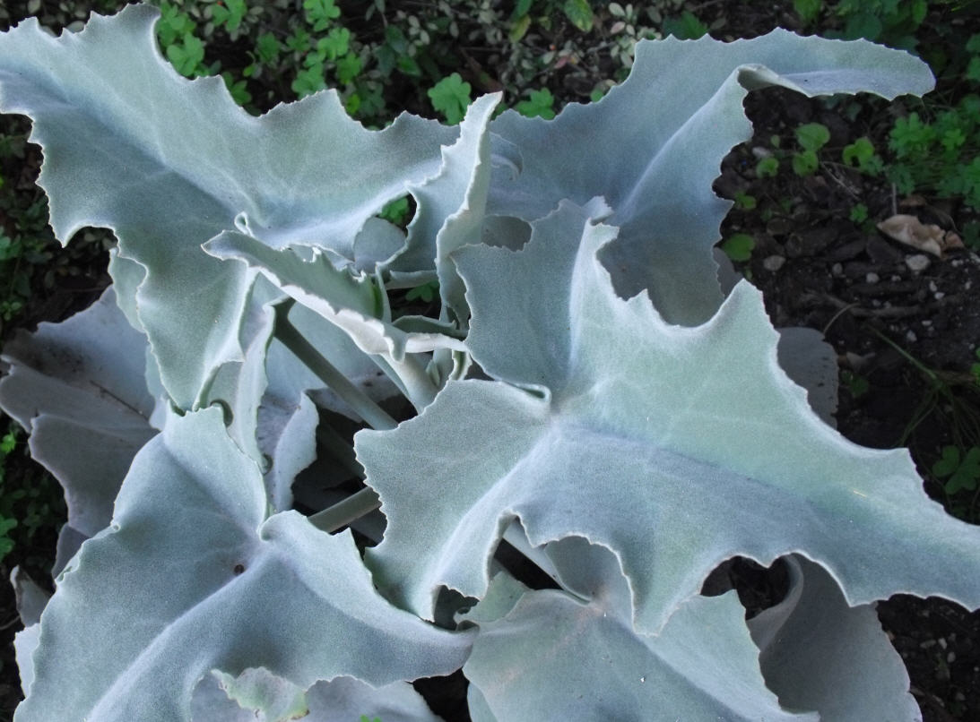 Identificazione - Kalanchoe beharensis